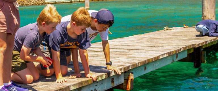 Curious Cove 768x320