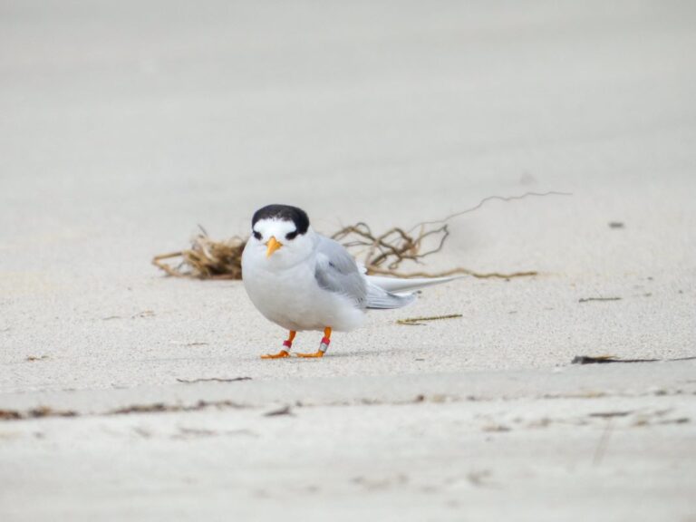 Fairy tern 768x576