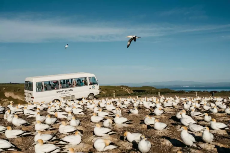 Gannet Safaris 1 768x512