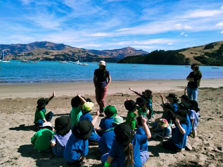 Pohatu Penguis Tours 1 768x576