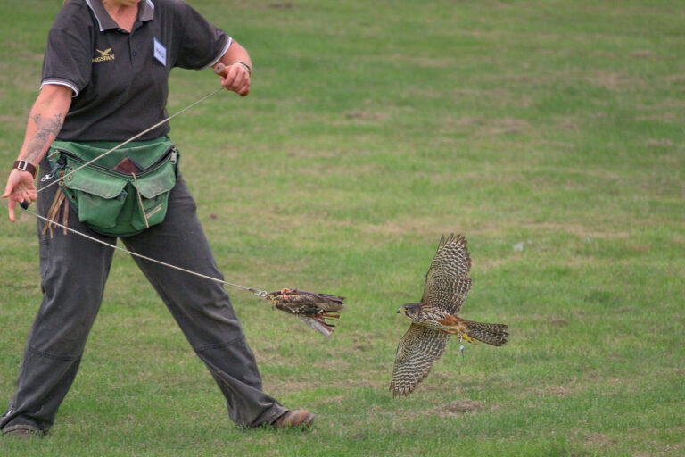 Tony Whitehead 768x512