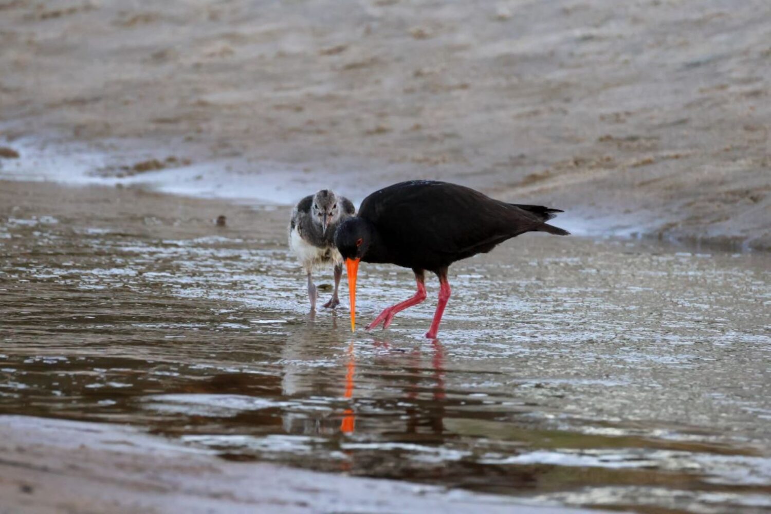 Variable oystercatcher changed 1500x1000