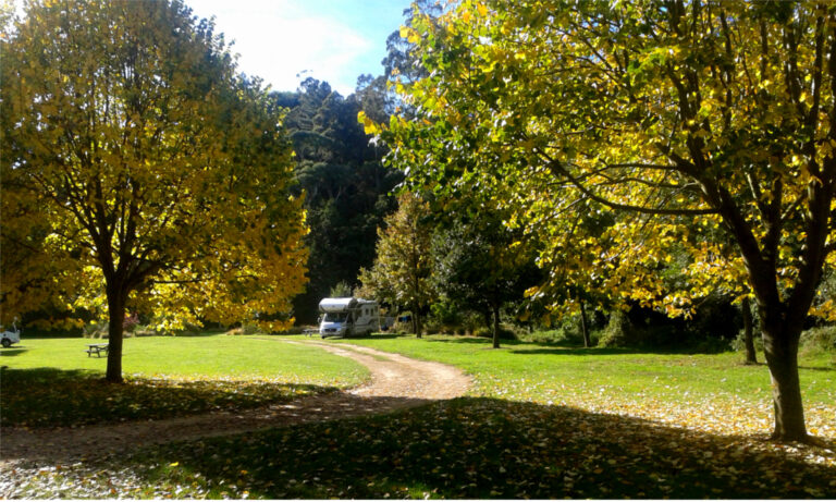 orton bradley park camping 768x461